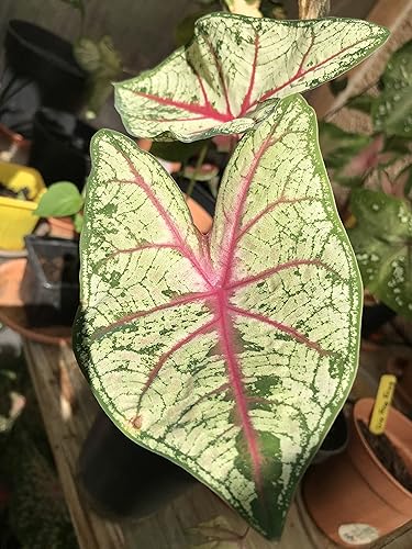 Miniatura 4 de Caladium Flatter Me (3 bombillas) - Planta de interior fácil de cultivar para interiores y exteriores, bulbo de flor perenne listo para plantar