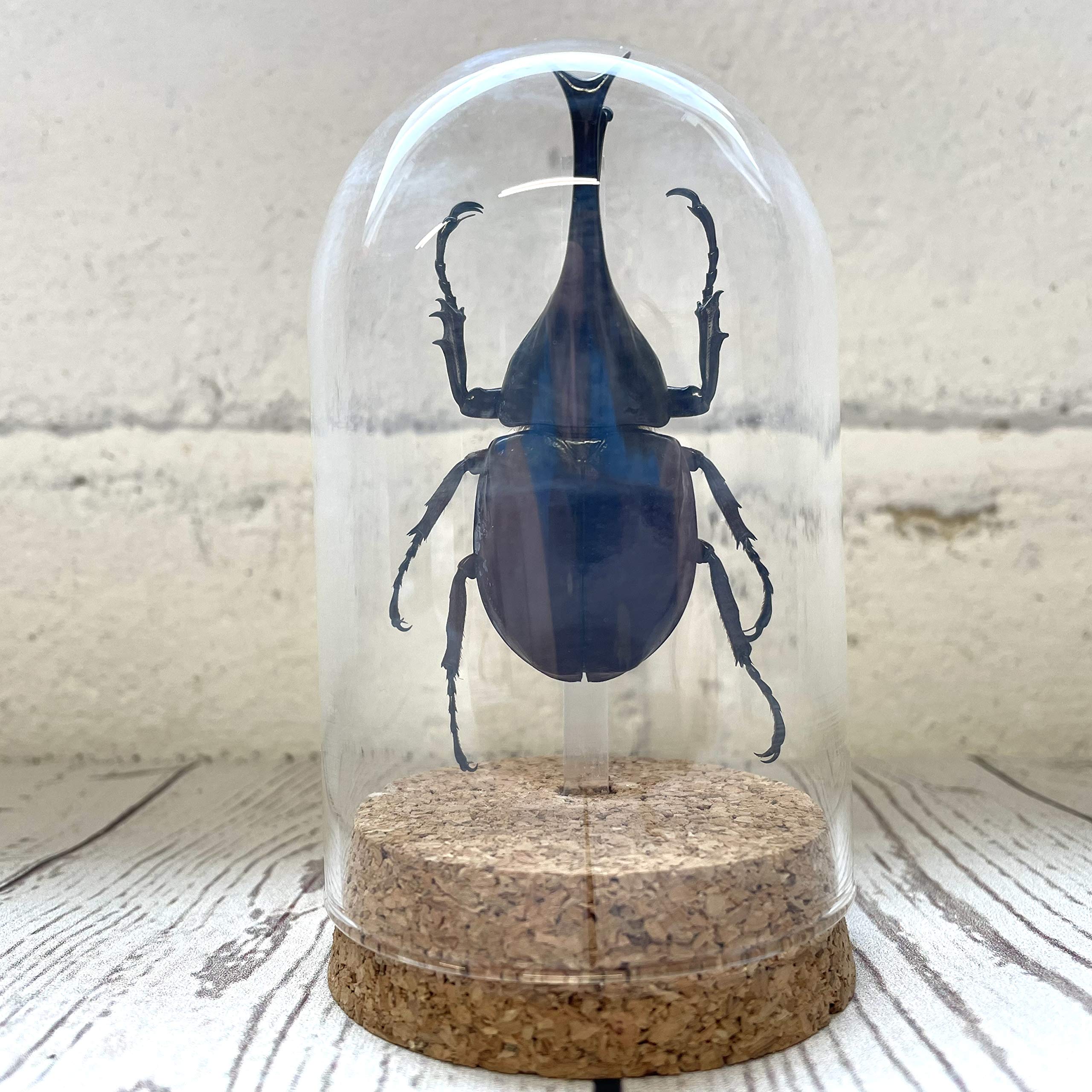 Butterfly Man Thai Fighting Beetle (Xylotrupes gideon) Insect Glass Dome Display | Genuine Specimen | Dome Size 10 x 6.5cm