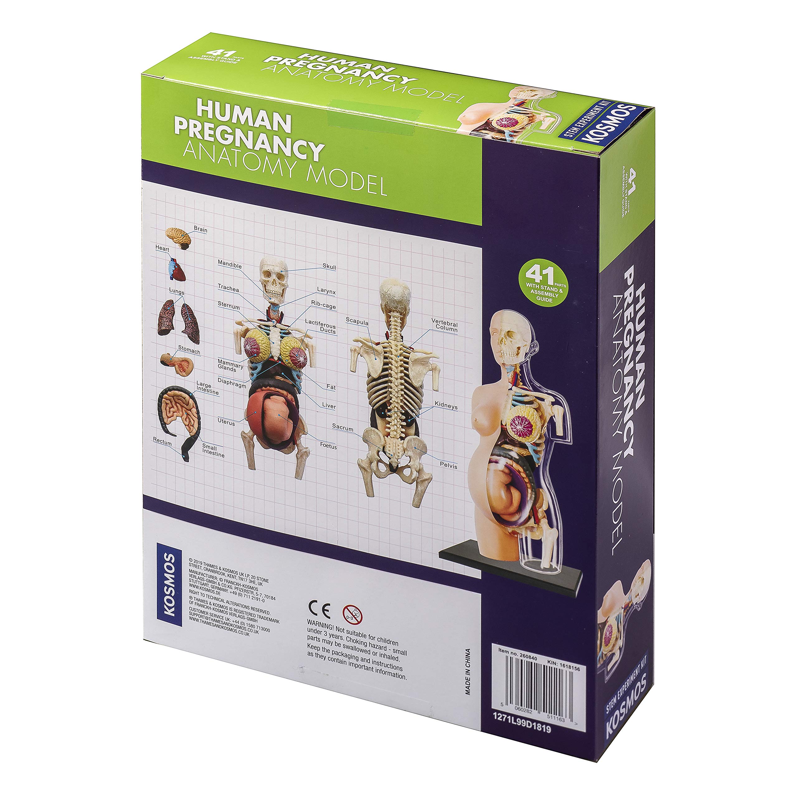 Thames & Kosmos , 260840, Human Pregnancy Anatomy Model, Learn About Human Pregnancy, 30+ Parts with Stand, Ages 8+