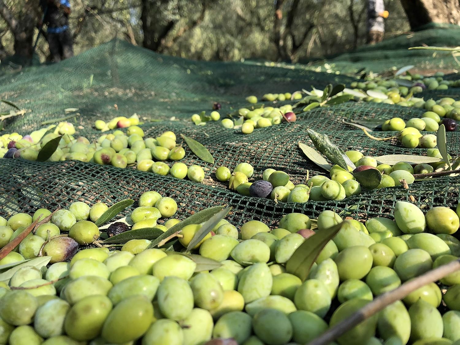 Laconiko Ultra Premium Extra Virgin Olive Oil (Olio Nuovo) I NEW HARVEST 2025/2026 I 16.9 OZ (500ML) I 774 POLYPHENOL COUNT I 448 OLEOCANTHAL COUNT | GOLD MEDAL 2026 NYIOOC | Most Awarded Greek Olive Oil Producer