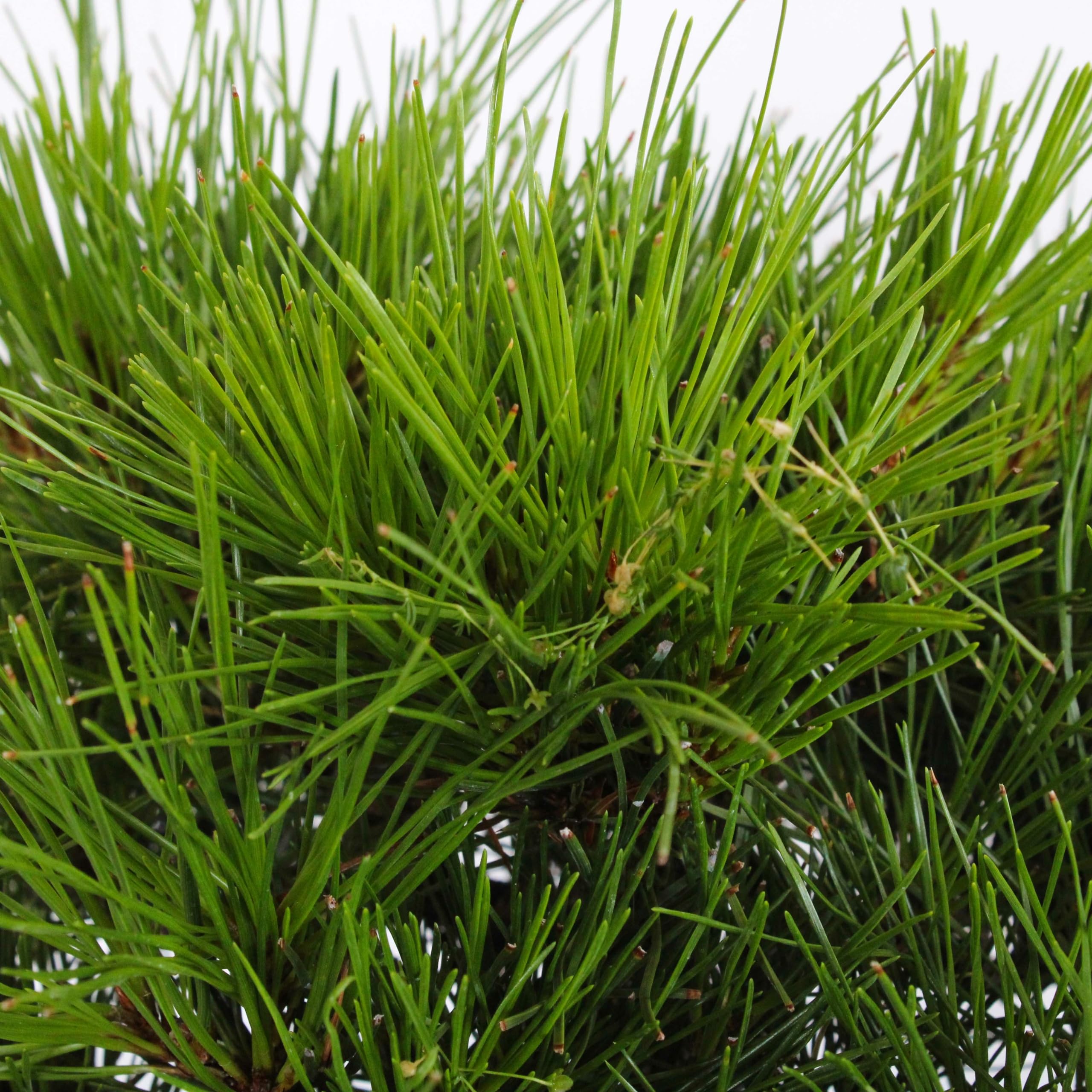 KENTIS - Bonsaï Pinus Densiflora - Bonsaï de Pin Rouge du Japon - Naturelles Plantes d'Extérieur Japonaises - H 30-40 cm Pot en Céramique Ø 25 cm
