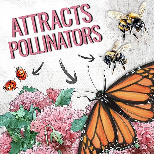 Miniatura 5 de Seed Needs, Semillas de amapola de peonía de rosa pálida para plantar (Papaver paeoniflorum) reliquia y polinizada abierta (2 paquetes)