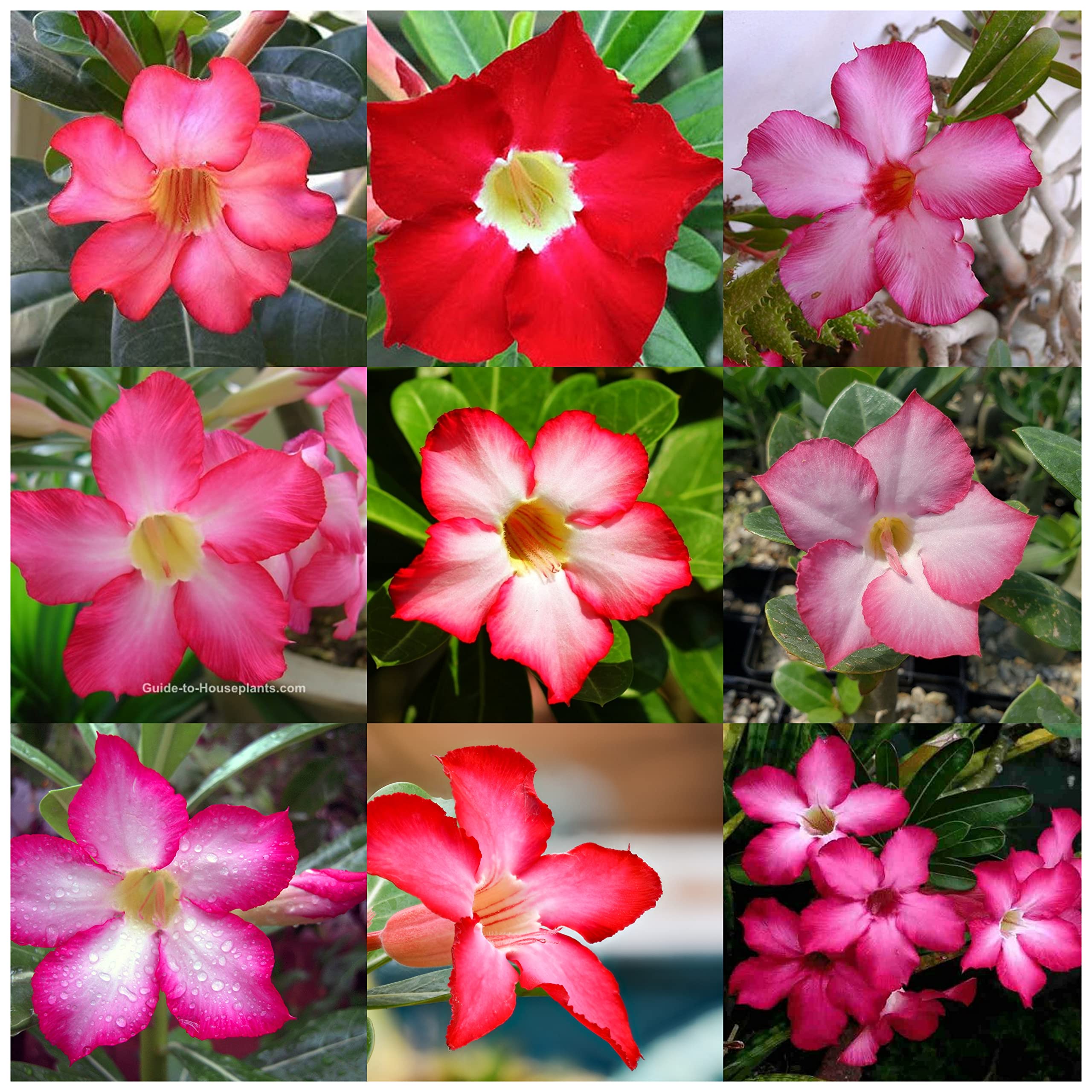 Adenium desert rose seeds (pack of 15 seeds) (multicolour) (B0CD1XNX4H) Amazon Price History, Amazon Price Tracker