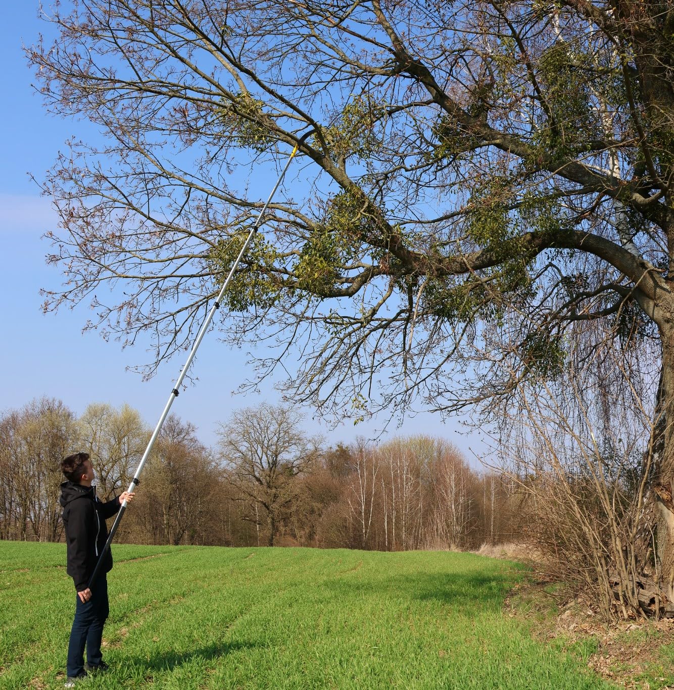 Mamuth Scie d'élagage télescopique de 5,5 m – Scie d'élagage avec tige d'extension, sécateur à main pour branches hautes, scie de jardin extensible, robuste et tranchante pour jardin et sylviculture