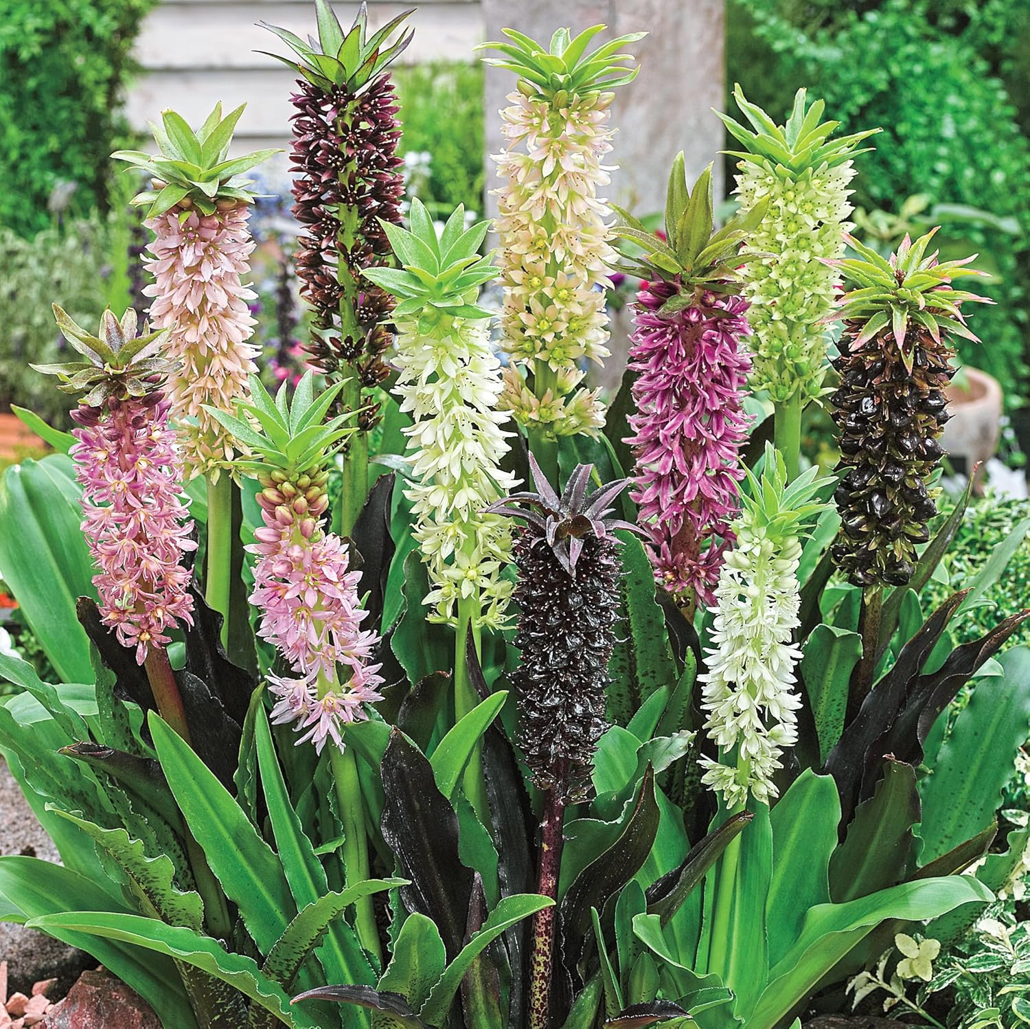 GARDENS ALIVE! - Multi-Color Flowering Pineapple Lily Dormant Bare Root Summer Flowering Bulb Mixture, 5 Plants per Offer