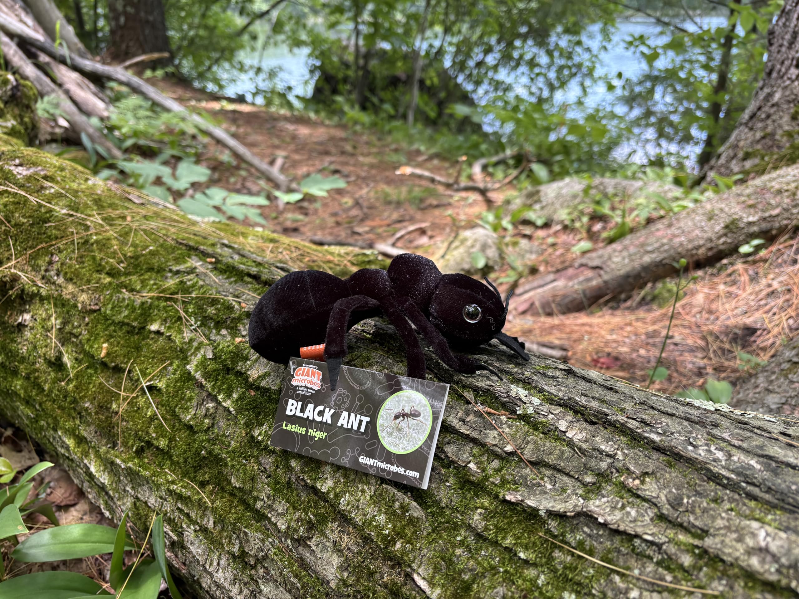 Amazon.com: GIANTmicrobes Black Ant Plush – Learn About Insects