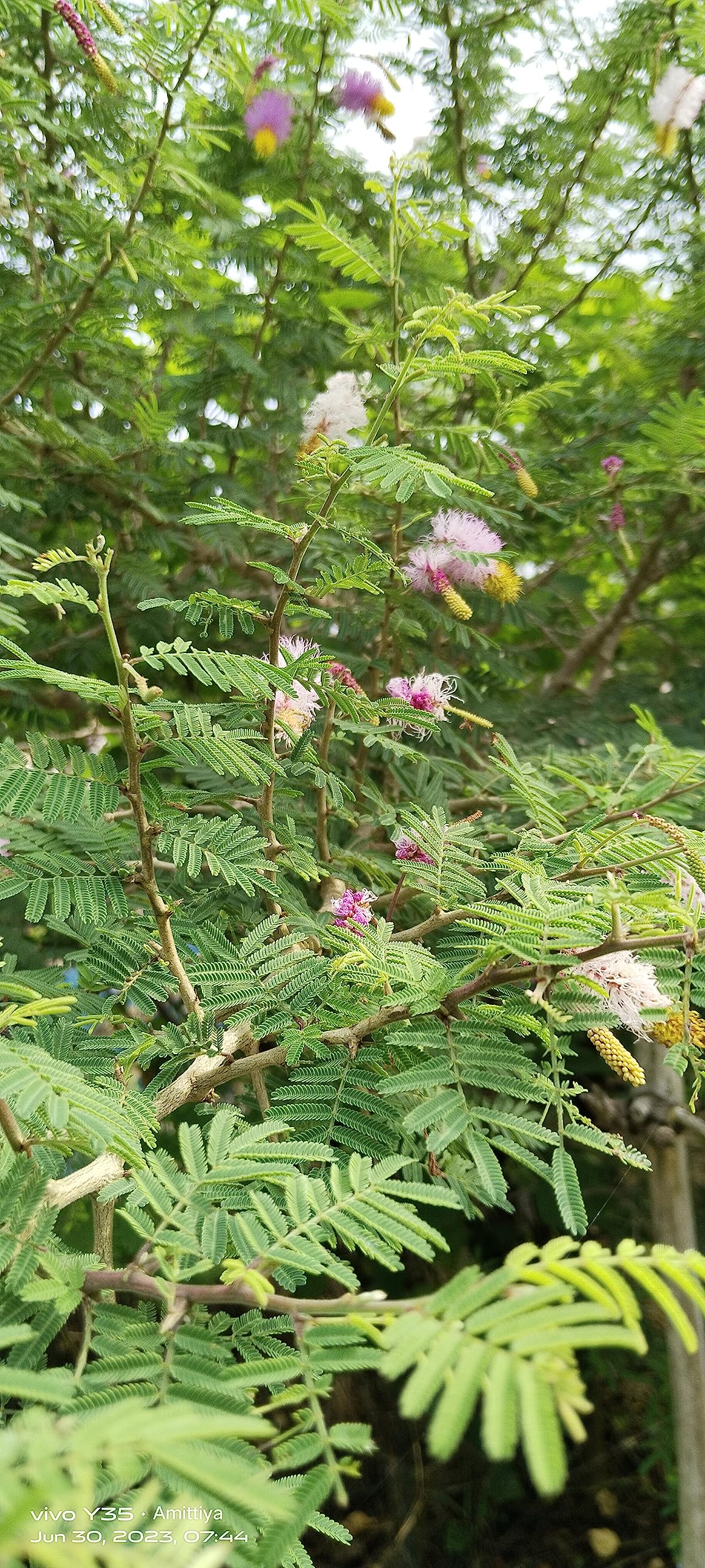 Shami Tree Vanni Maram Live plant Prosopis Cineraria Jand Plant (B0CB8CRKJC) Amazon Price History, Amazon Price Tracker