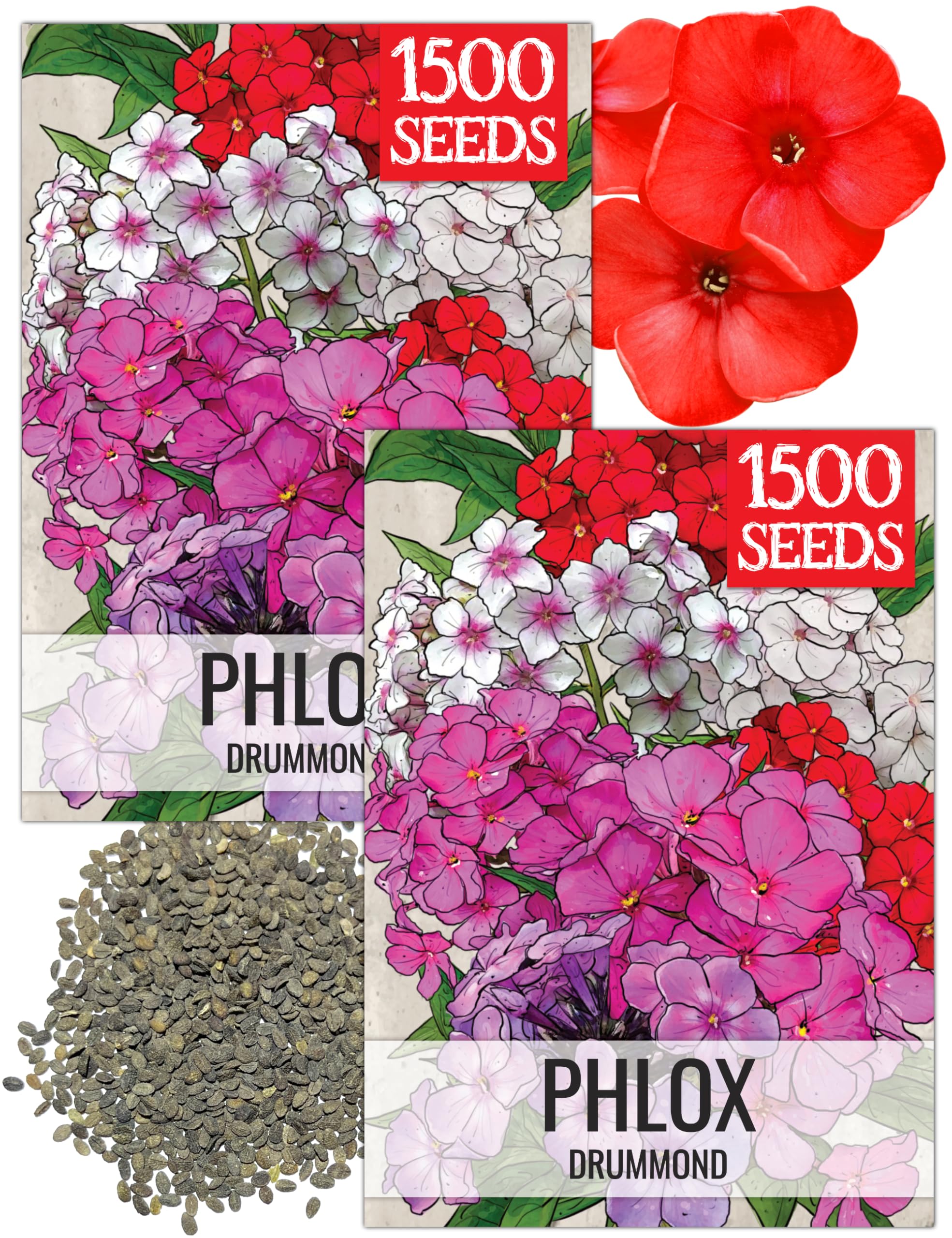 Amazon.com : Seed Needs Annual Phlox Seeds for Planting Mixed