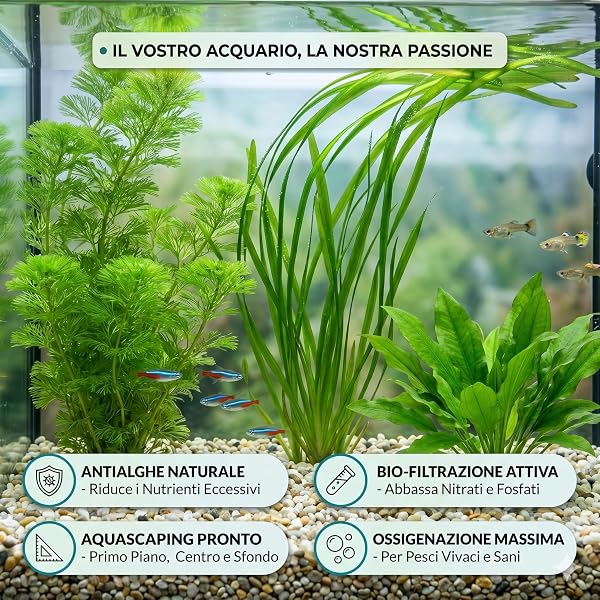 Set 3 Piante Vere Acquario: Cabomba, Vallisneria, Cryptocoryne green - Kit Piante Vive per Pesci d'Acqua Dolce, Facili da Coltivare e Ideali per Principianti in Ogni Acquario - 2