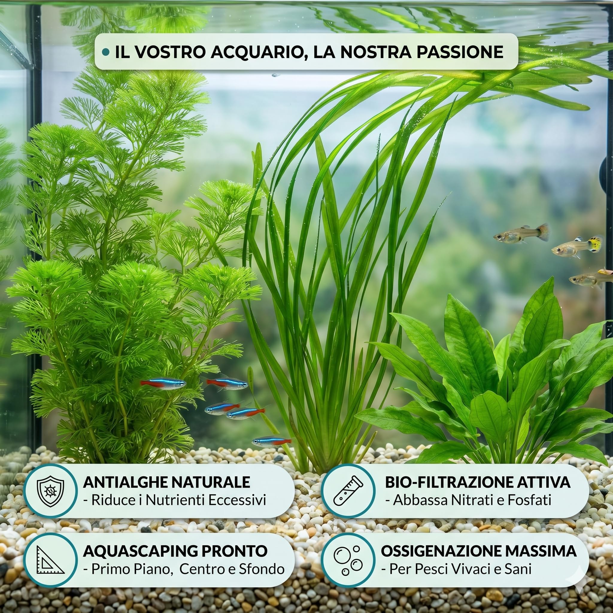 Kit Piante Vere Acquario Cabomba Vallisneria Cryptocoryne green - Piante Vive per Pesci d'Acqua Dolce