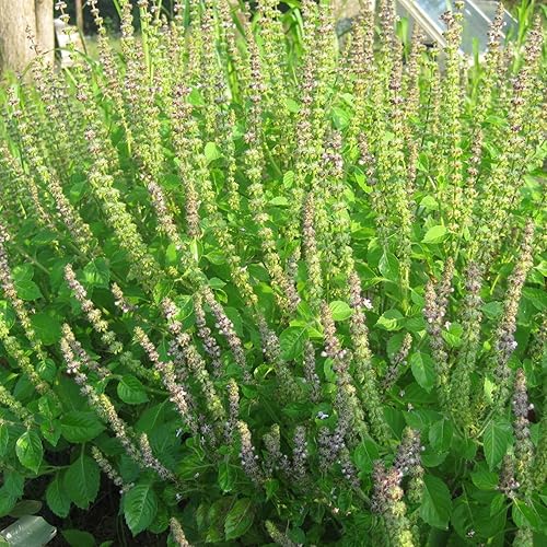 Miniatura 3 de Kapoor Tulsi Holy Basil (Ocimum Sanctum) - Cultiva ahora o almacena para futuras plantaciones - Cápsula de 30 semillas