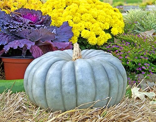 Miniatura 1 de Semillas Queensland Blue Pumpkin No GMO Heirloom