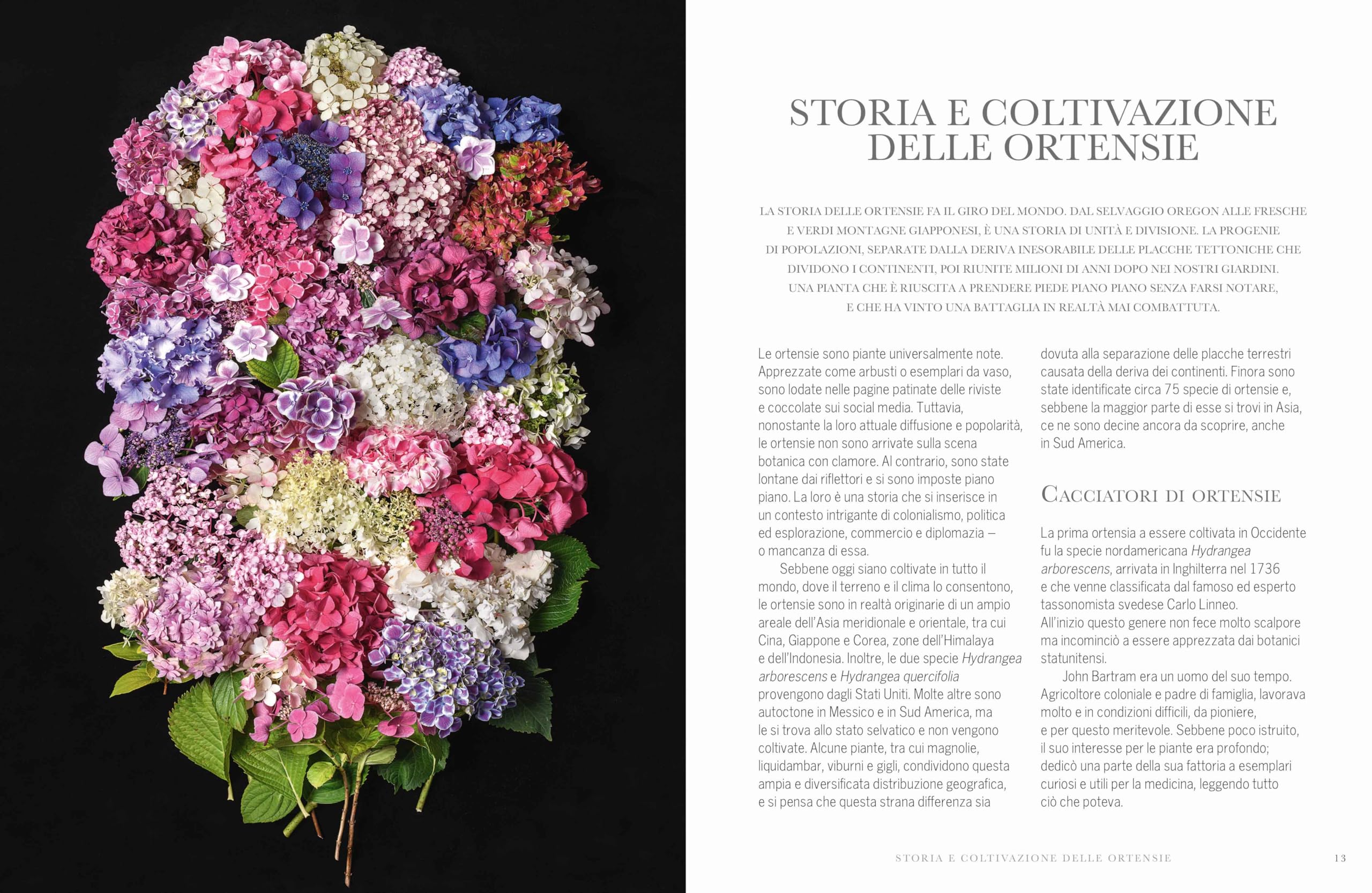 Ortensie. Le più belle varietà per casa e giardino