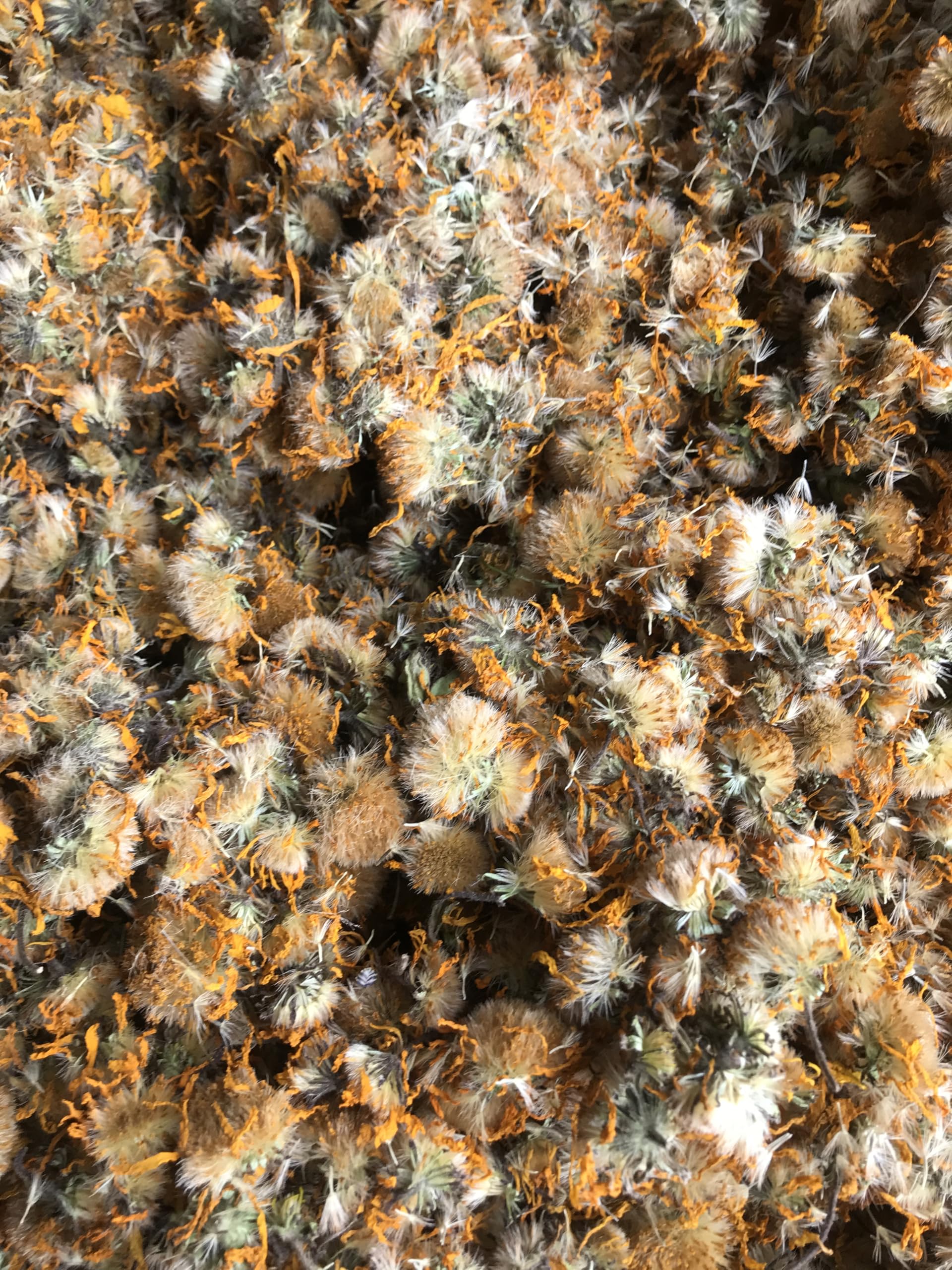 BIO Arnikablüten I 200 gr I Echte Arnica Montana I Aus kontrolierte Wildsammlung I Bergarnika I Bio Leis