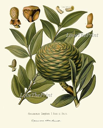 Miniatura 8 de LoveThePrint Botanical Fruit Flower Wall Art Print Set of 16 Antique Beautiful Lemon Grape Pomegranate Orange Lime Papaya Nuts Tropical Fruit Tree