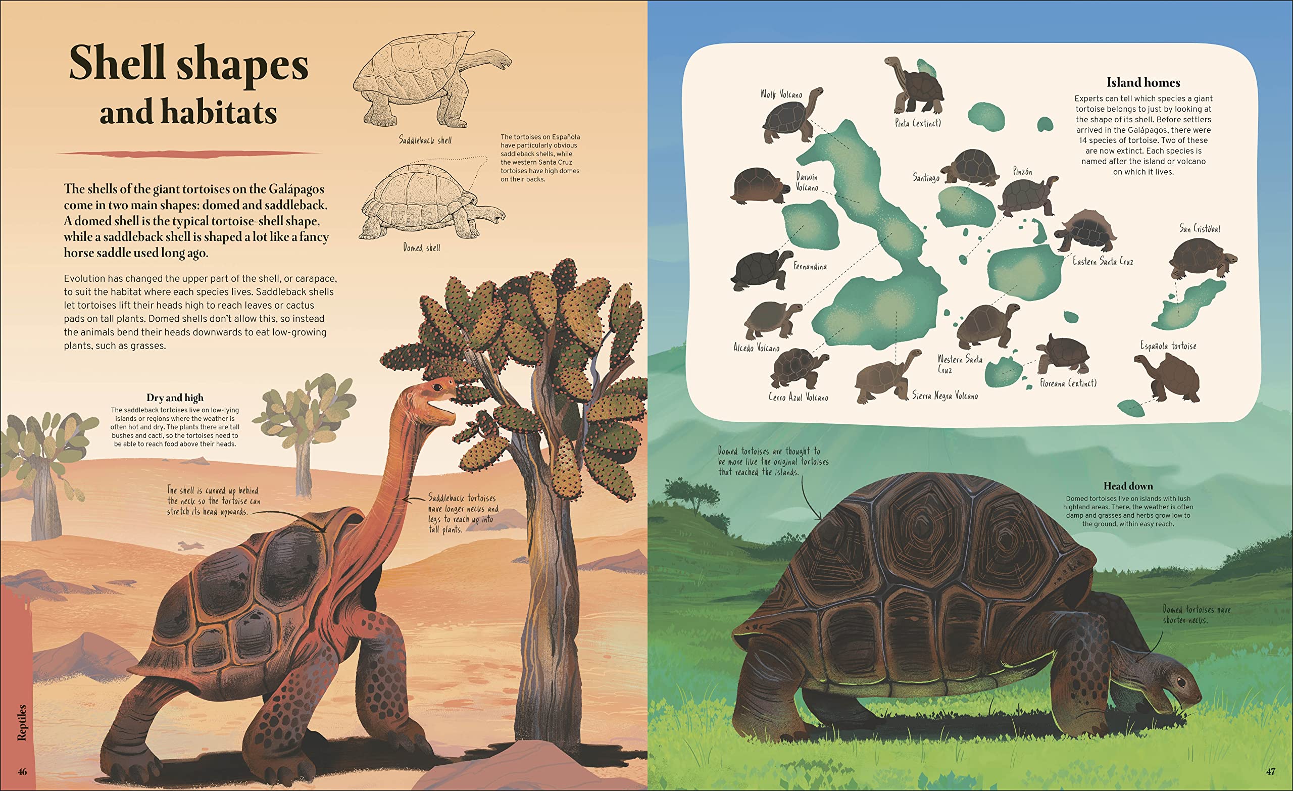 Galapagos: A Unique World of Natural Wonders