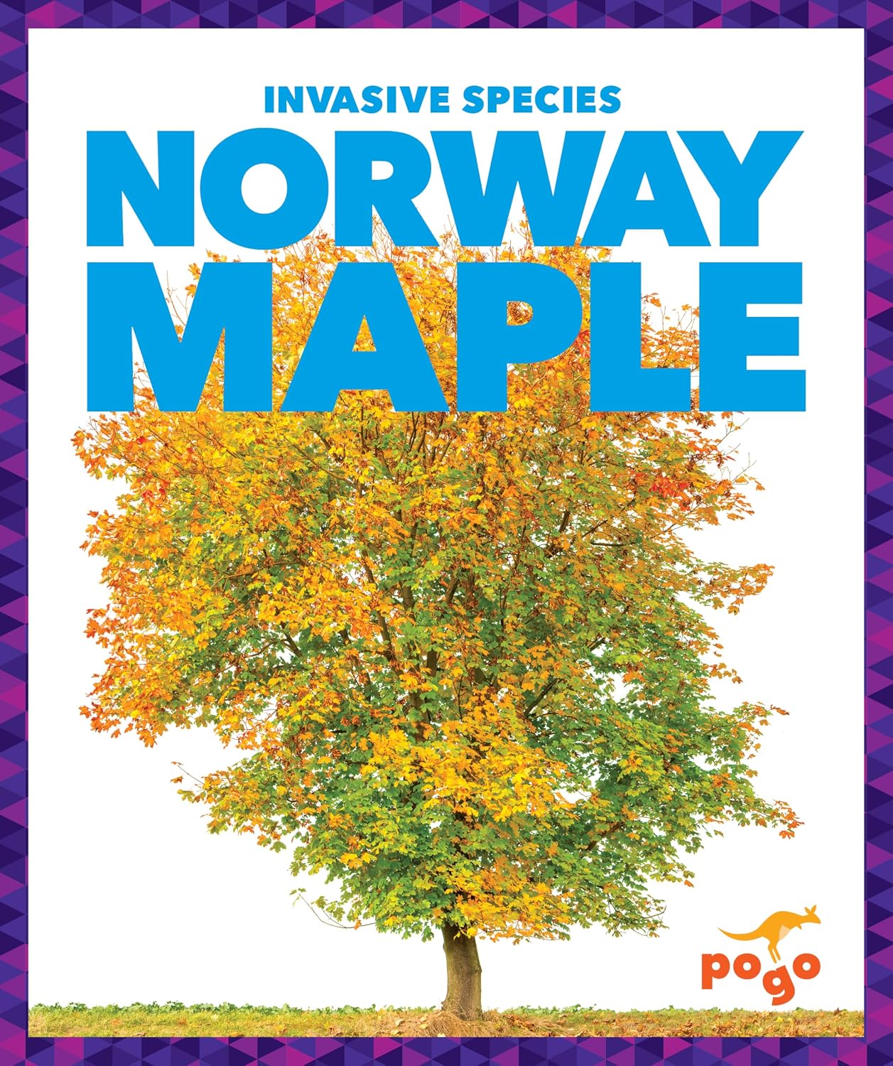Norway Maple (Invasive Species)
