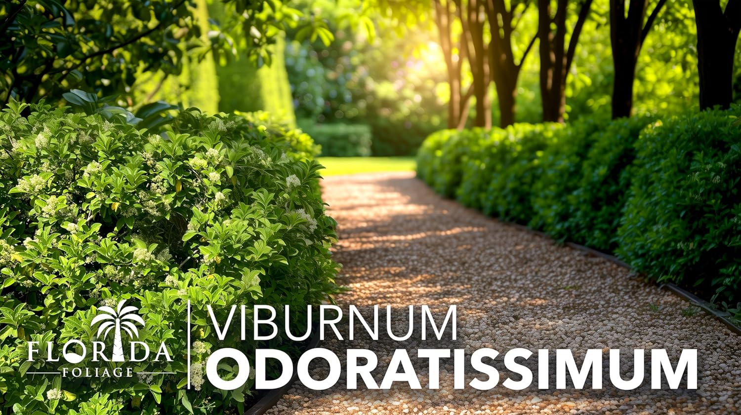 Viburnum Odoratissimum | 40 Live Plants | Viburnum odoratissimum | Fast Growing Privacy Hedge | Evergreen Screening Shrub