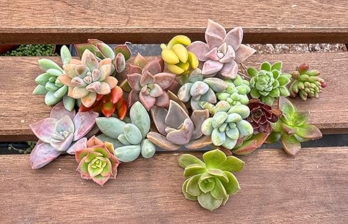 Miniatura 5 de Fat Plants San Diego, esquejes de suculentas, roseta pequeña