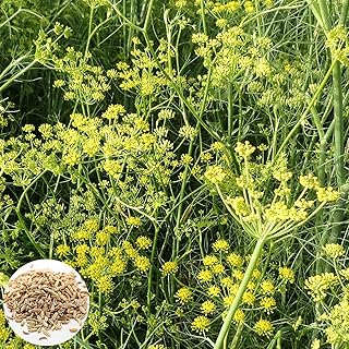 Benoon Graines De Fenouil, 100 Pcs/Sac Graines De Fenouil Herbes D'assaisonnement Sans OGM Planter Des Semis De Légumes Culinaires Frais Pour Le Jardin Graines de fenouil
