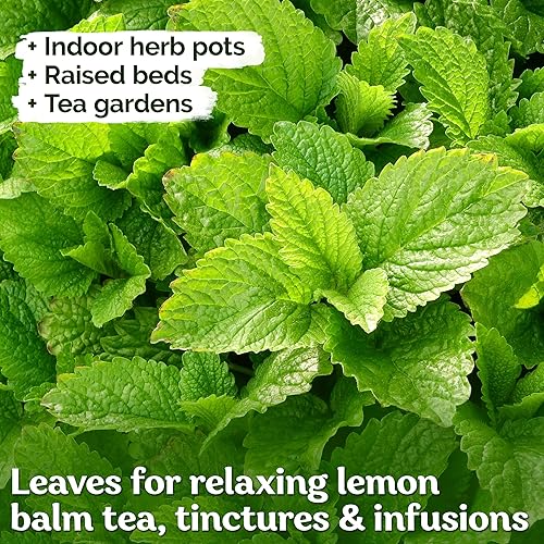 Miniatura 4 de KVITER 700 semillas de bálsamo de limón para plantar (Melissa Officinalis) - Semillas de hierbas medicinales orgánicas y tradicionales - Cultivar en