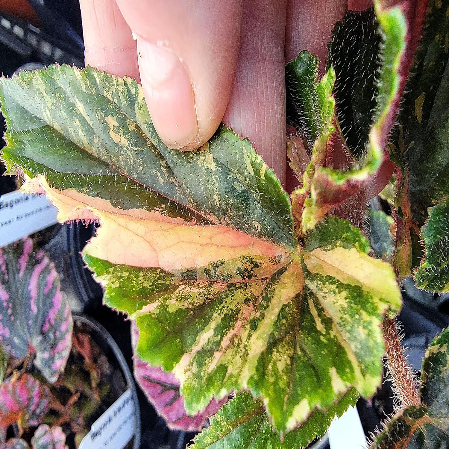 Begonia 'Ginny Galaxy', houseplant, Leaves with Bold Variegation in Pink, Cream, and Green, Container Size: 3.5"