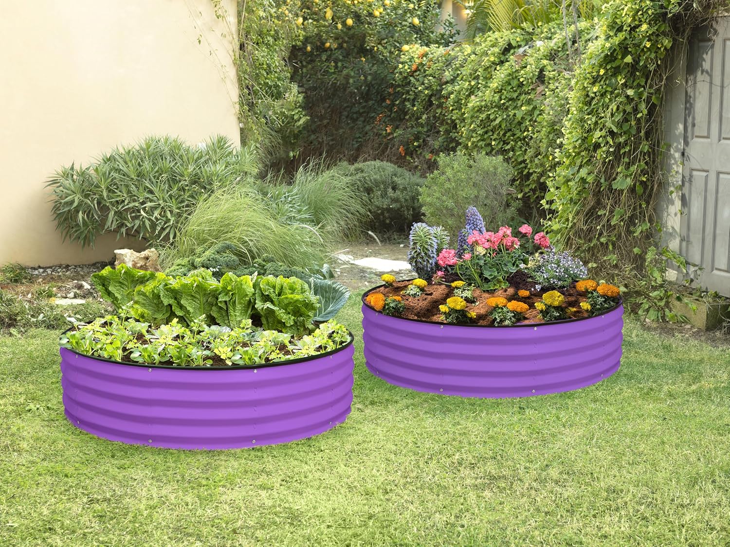 Plant & Plot Round Galvanized Raised Garden Bed // 4×4×1 ft (2-Pack) Galvanized Raised Garden Beds Outdoor for Gardening, Vegetables, Flowers // Patented Tool-Free Design Round Planter (Purple)