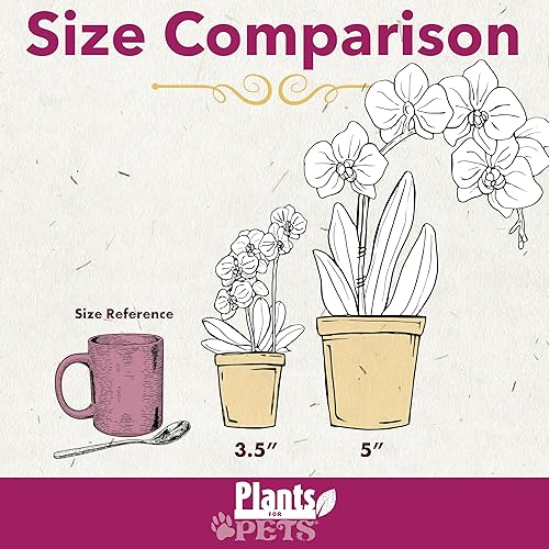 Miniatura 5 de Planta de orquídea viva morada prémium que florece en maceta de orquídeas azules y blancas de 3.5 pulgadas, plantas vivas, regalos de plantas de