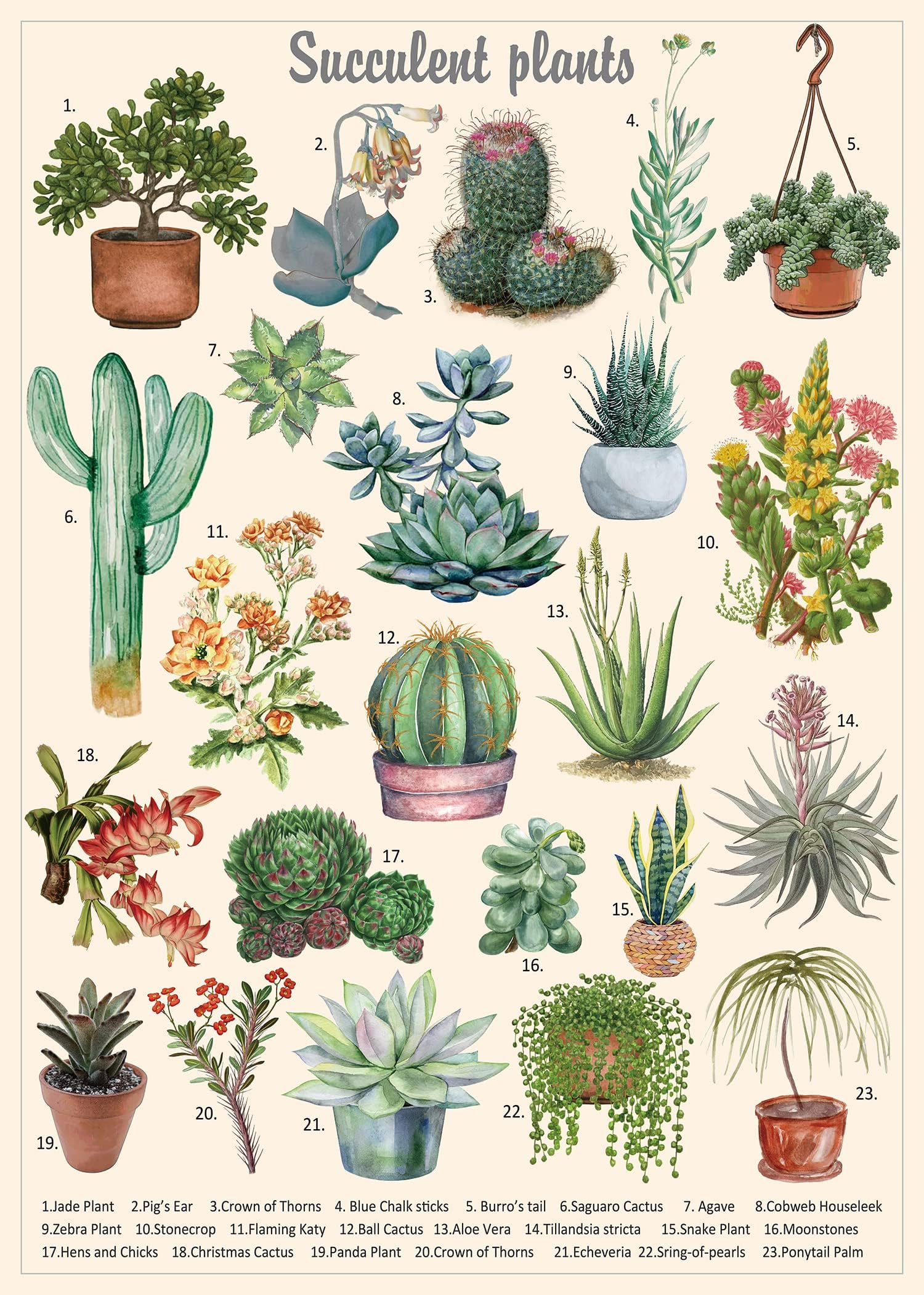 PICKFORU Vintage Succulent Puzzles for Adults 1000 Pieces, House Plants Puzzle Nature Featuring 23 Succulent Plants, Cactus Jigsaw Puzzle Botanical as Plant Gifts