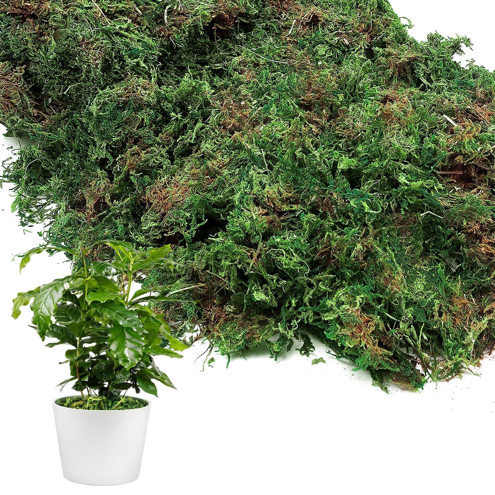 10oz Natural Green Moss for Plants Indoor - Dried Forest Real Moss for Crafts, Artificial Fairy Gardens, Mosswall, Glass Terrariums, Floral Design,