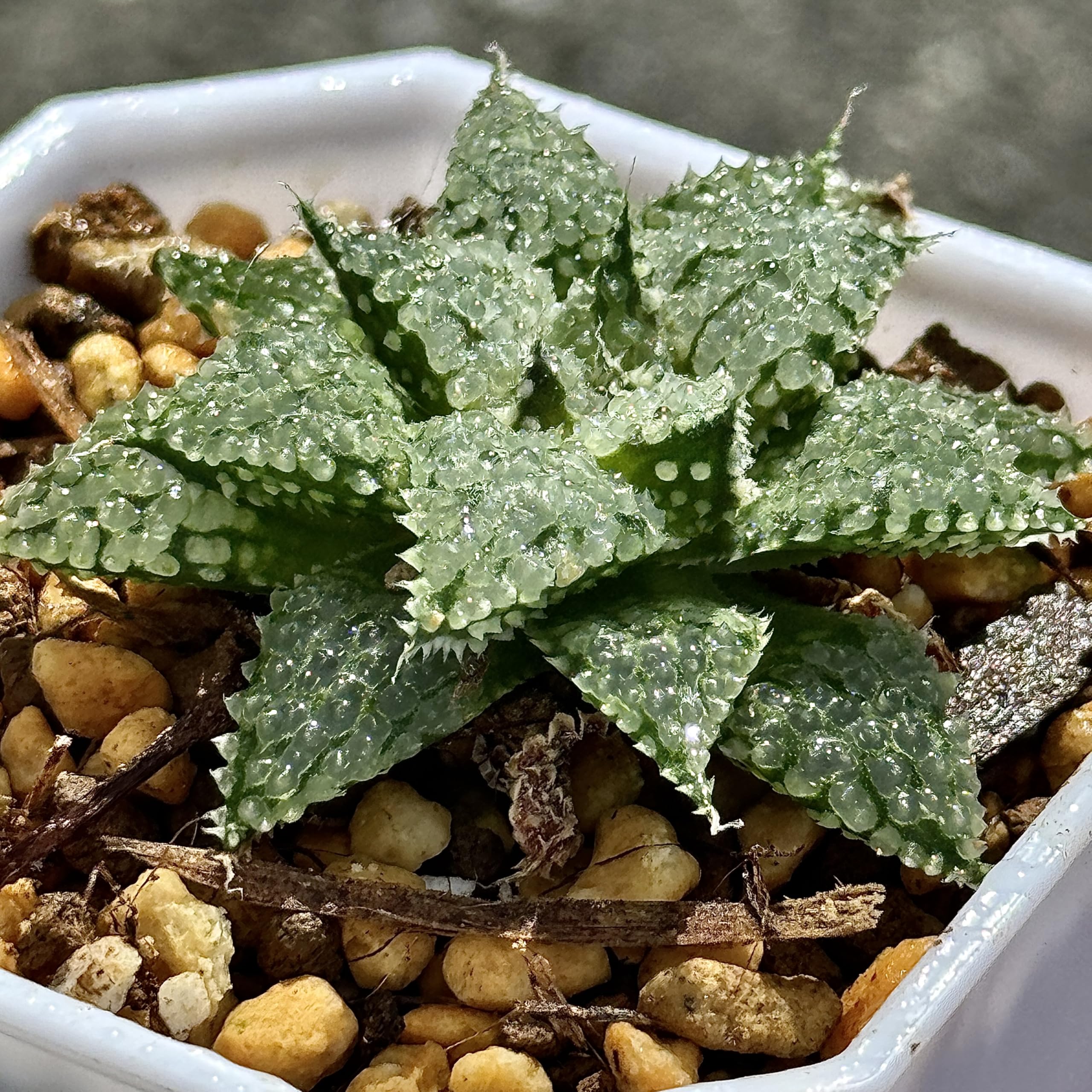 Amazon｜多肉植物 観葉植物 ハオルチア ハオルシア バブルコレクタ