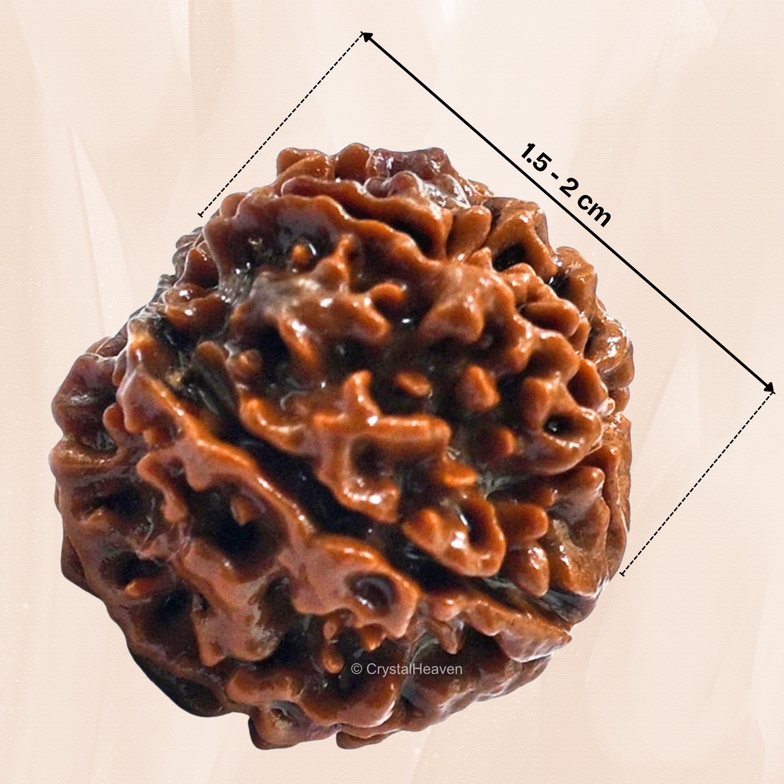 6 Mukhi Rudraksha Original Certified Bead 4