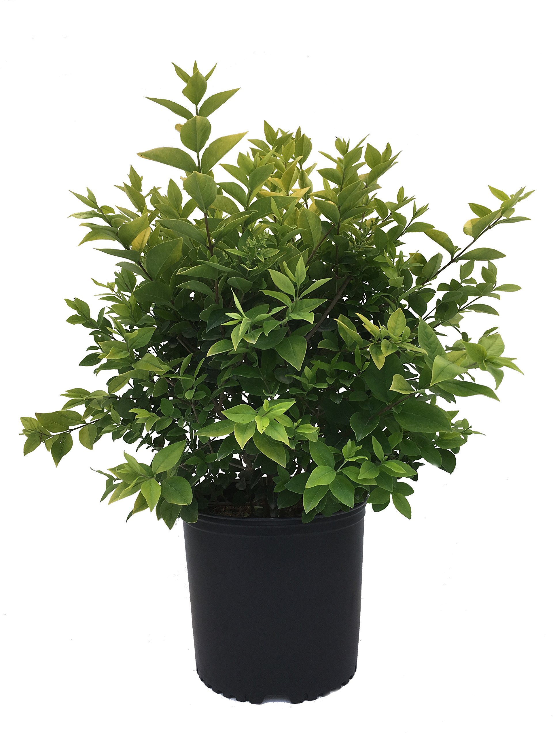 Amazon.com : Premier Plant Solutions Golden Vicary Privet - Ligustrum X  Vicaryi - 3 Gallon, (01292) : Patio, Lawn & Garden