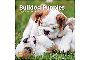 2024 Bulldog Puppies Monthly Wall Calendar by Bright Day