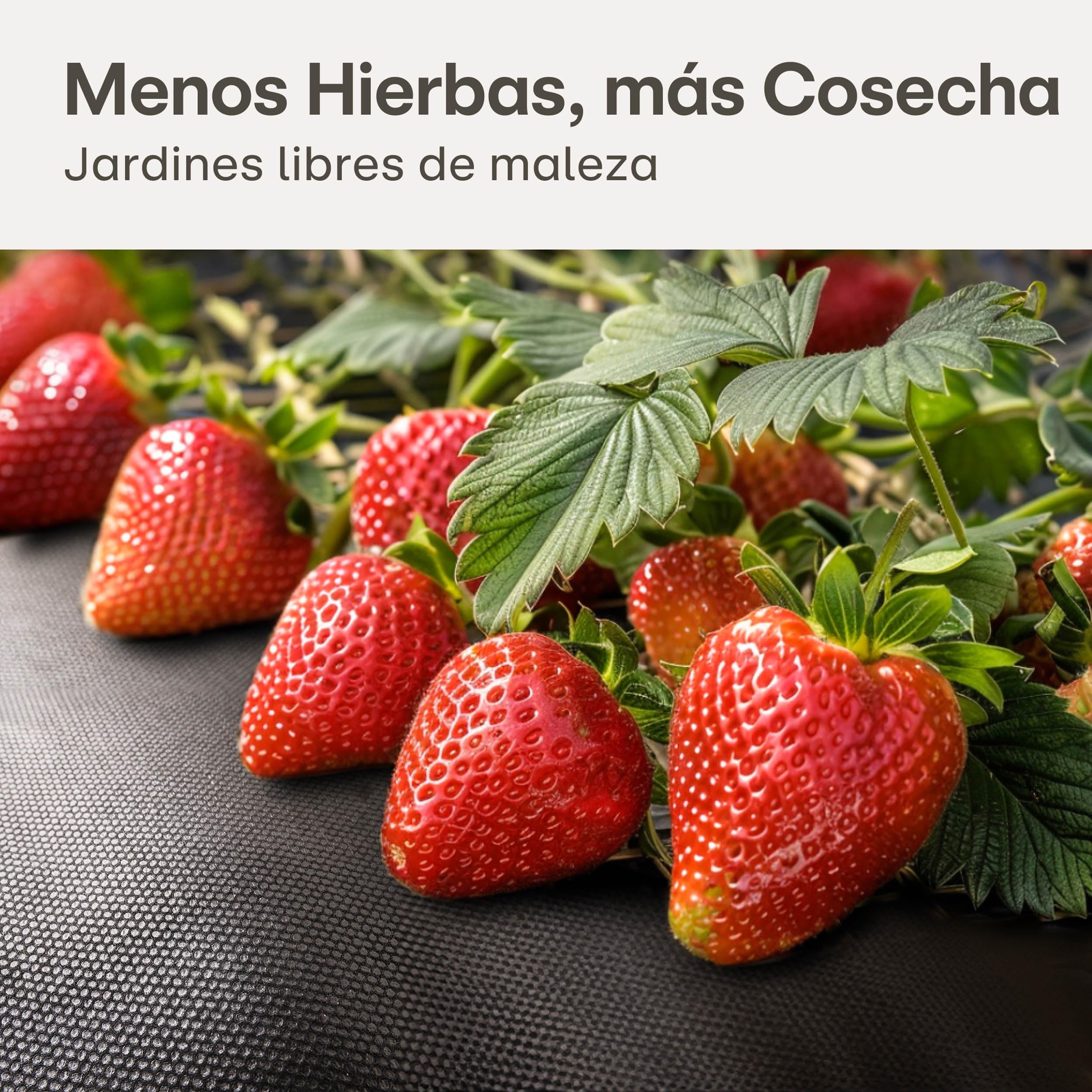 Praknu Malla Antihierbas Geotextil 50g/m² – 1 m x 50 Metro Rollo con 24 Anclajes – Transpirable, Resistente al Desgarro & UV – Malla de Mulching para Parterres & Cultivos de Temporada
