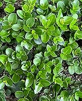 Vista 2 de Planta de ciruela Natal enana (Carissa macrocarpa Nana) - Maceta de 2 pulgadas