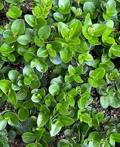 Miniatura 2 de Planta de ciruela Natal enana (Carissa macrocarpa Nana) - Maceta de 2 pulgadas