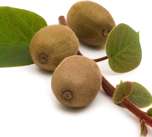 Miniatura 4 de Vincent Female Kiwi Live Vine Plant - Actinidia chinensis by Wellspring Gardens - Cultiva tus propias vides de kiwi en una cerca, recipiente o