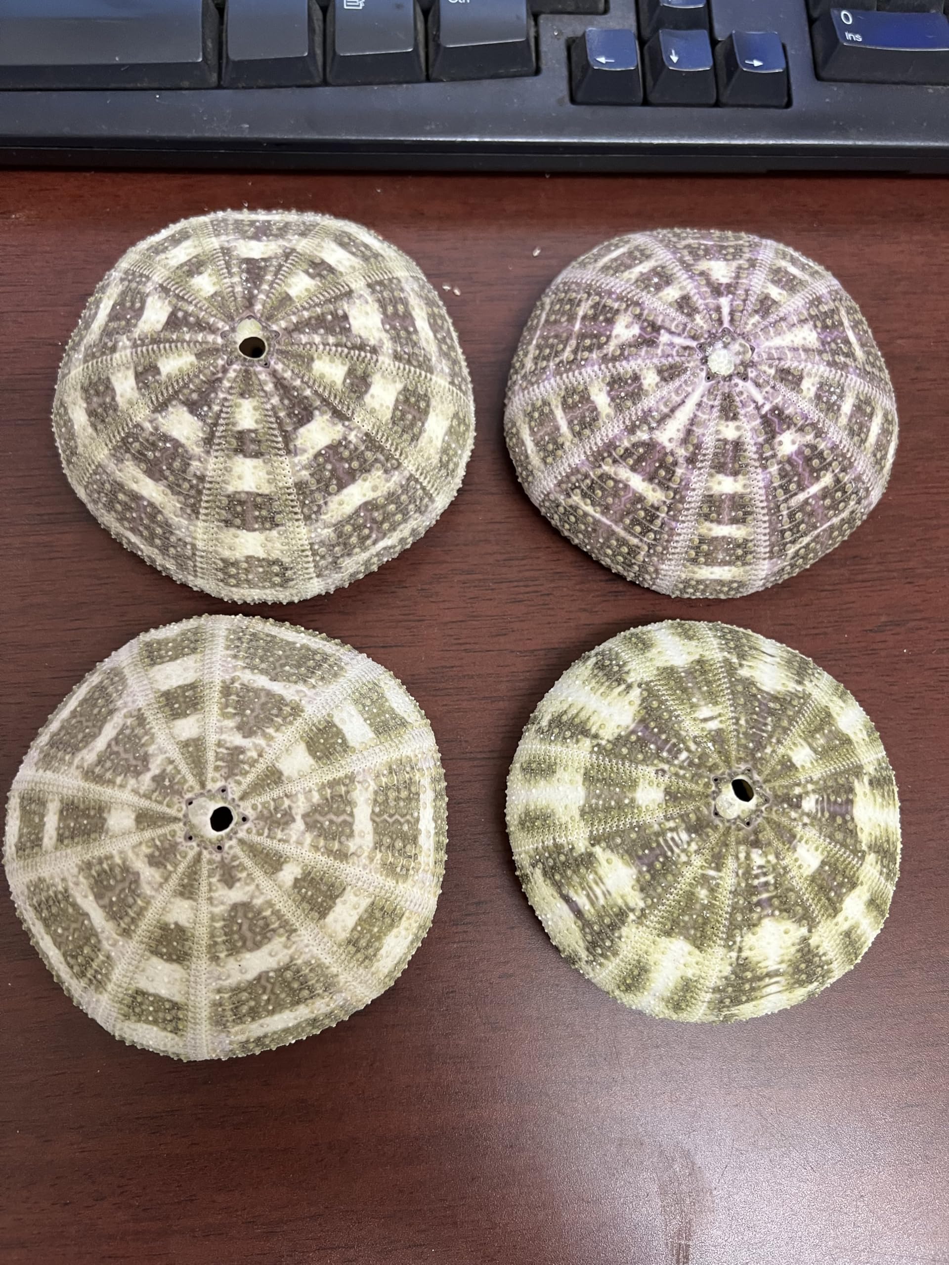 4 Pieces Alfonso SEA URCHINS SEA Shell Beach Wedding Nautical 3
