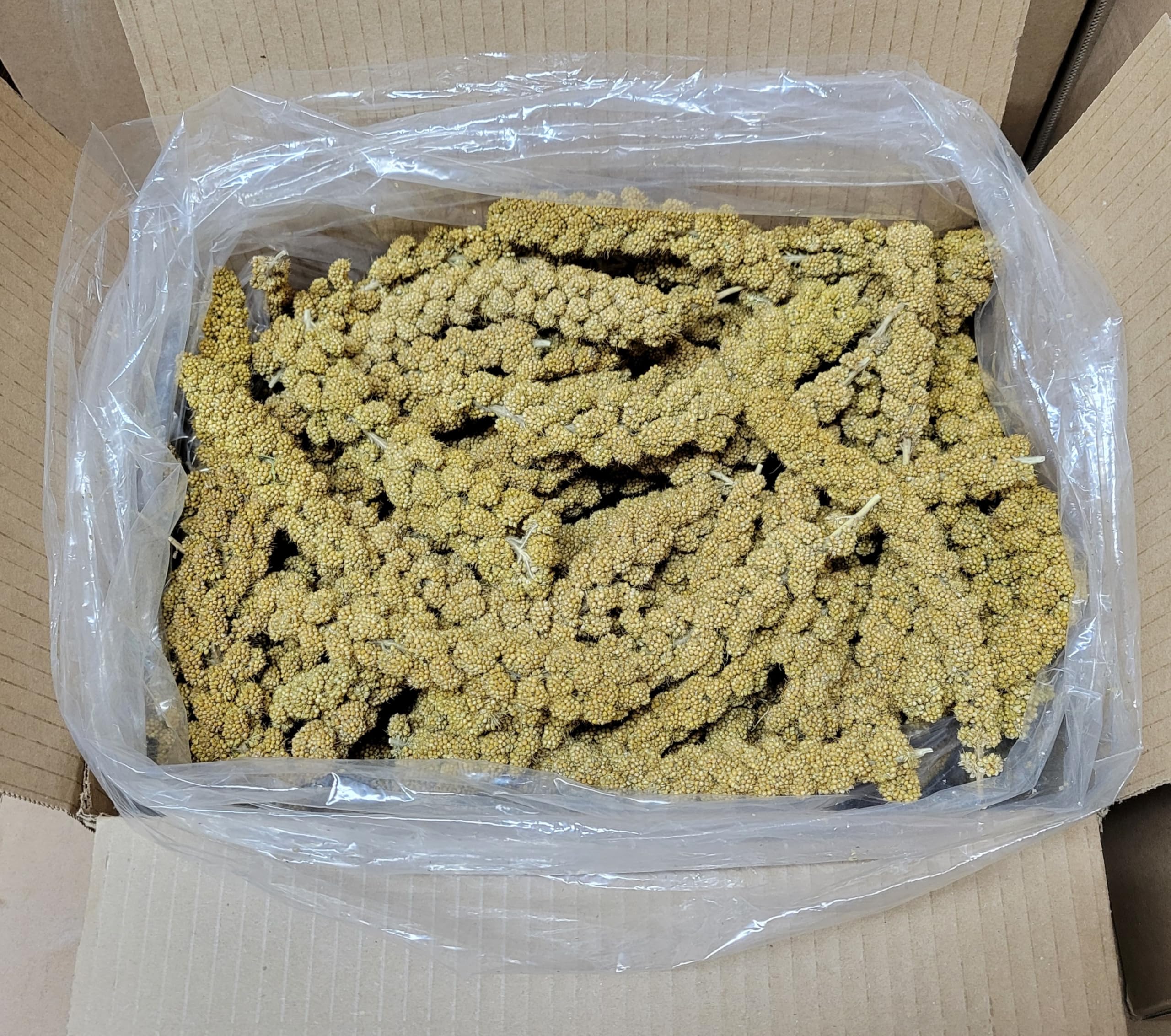 Penn Seed Spray Millet Heads (No Stems Only Edible Tops) 5 lbs.