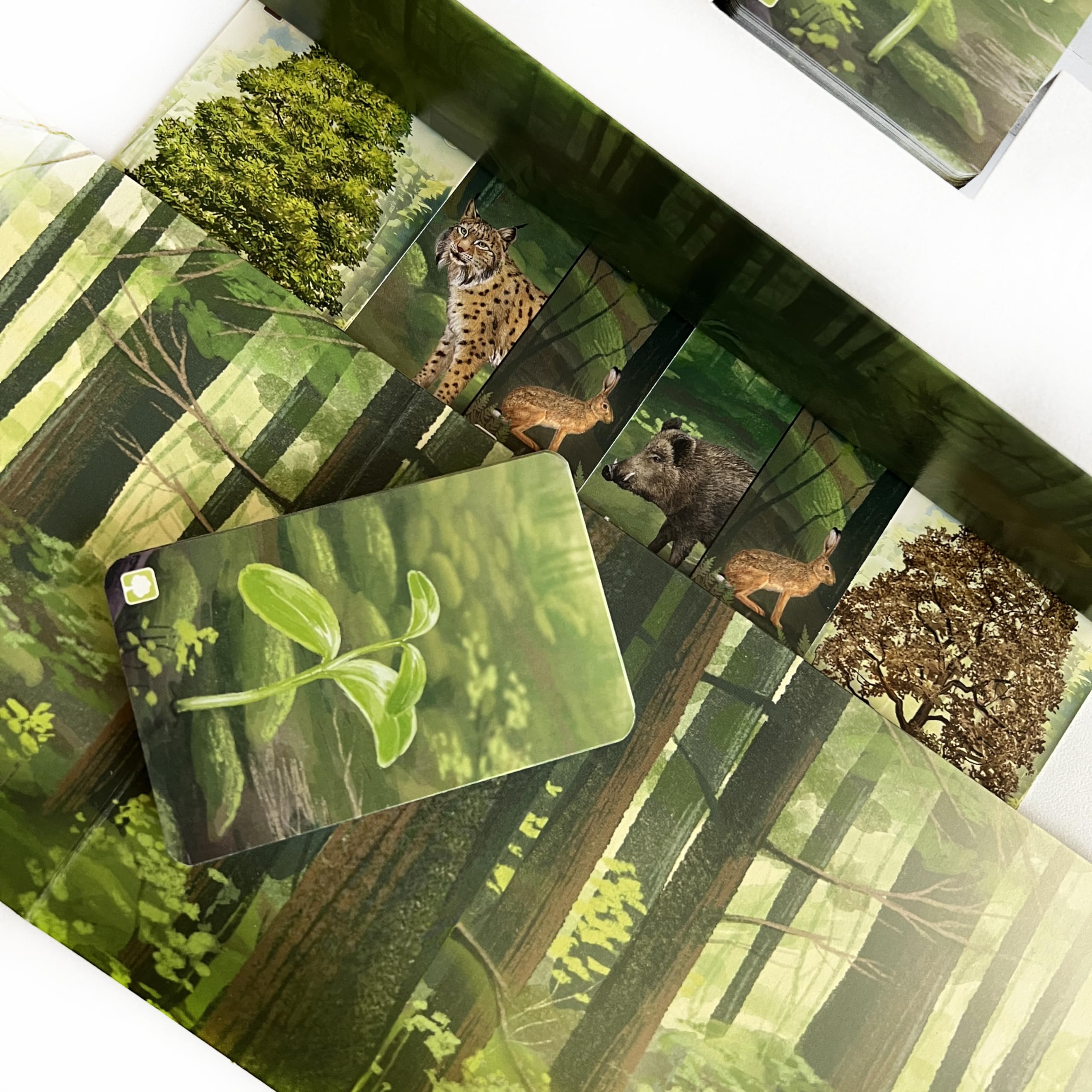 Asmodee - Forest Shuffle - Gioco da Tavolo, 2-5 Giocatori, 10+ Anni, Edizione in Italiano