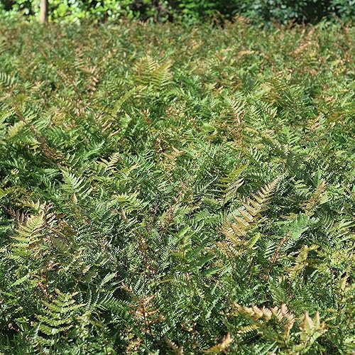 Miniatura 3 de PERFECT PLANTS Planta viva de helecho otoñal, incluye guía de cuidado