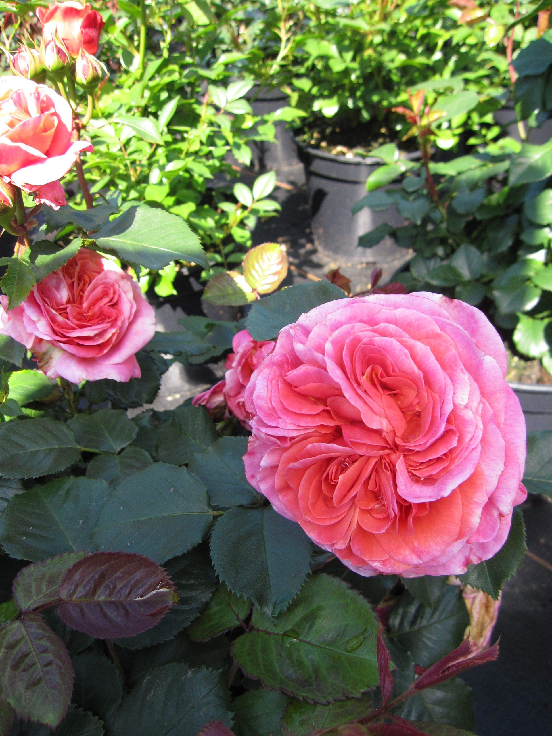 Nostalgie-Edelrose Mary Ann ® - Rosa Mary Ann ® - Tantau-Rose