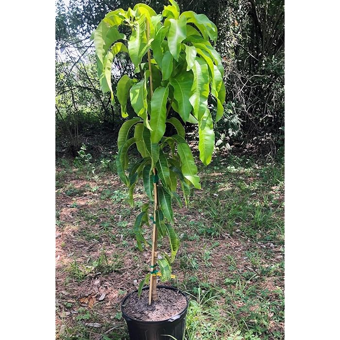 Buy Live Manila Mango Tree Size (2ft to 3ft) from a 5 Gallon Pot Online