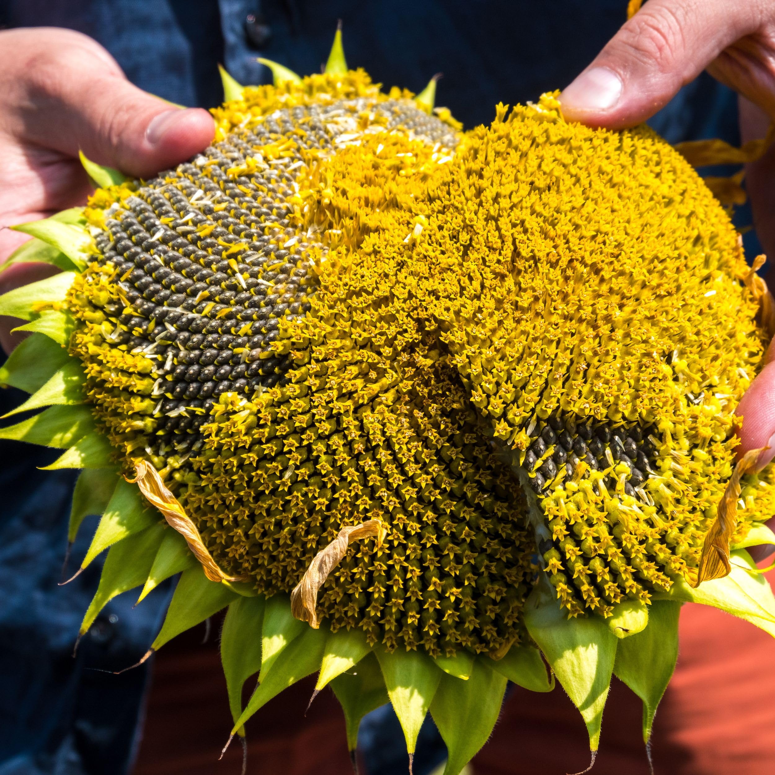 Schwarze Sonnenblumenkerne 75 kg Wildvogelfutter ganzjähriges Futter Vogelfutter Jungtiere geeignet Winterfutter 75kg Ernte 2024 3X 25kg