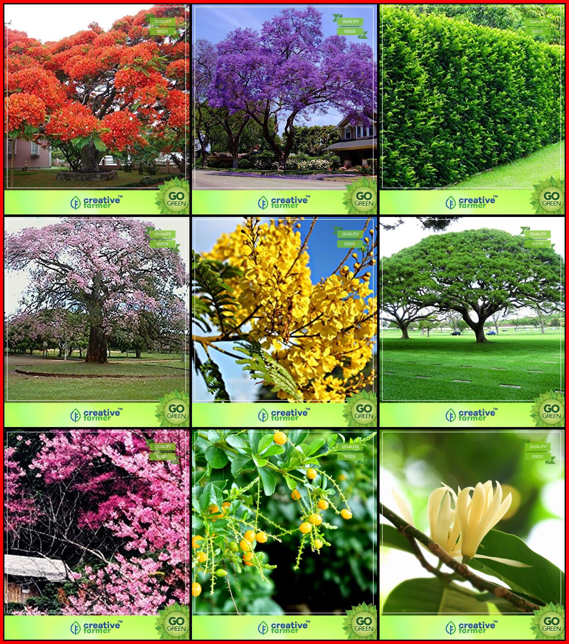 Seeds Combo Tree Seeds : Jacaranda, Delonix Regia, Orange Jessamine, Queen Crape Myrtle, Yellow Flametree, Coco Tamarind, Himalayan Cherry, Champak, Duranta Varigata Kitchen Garden Pack