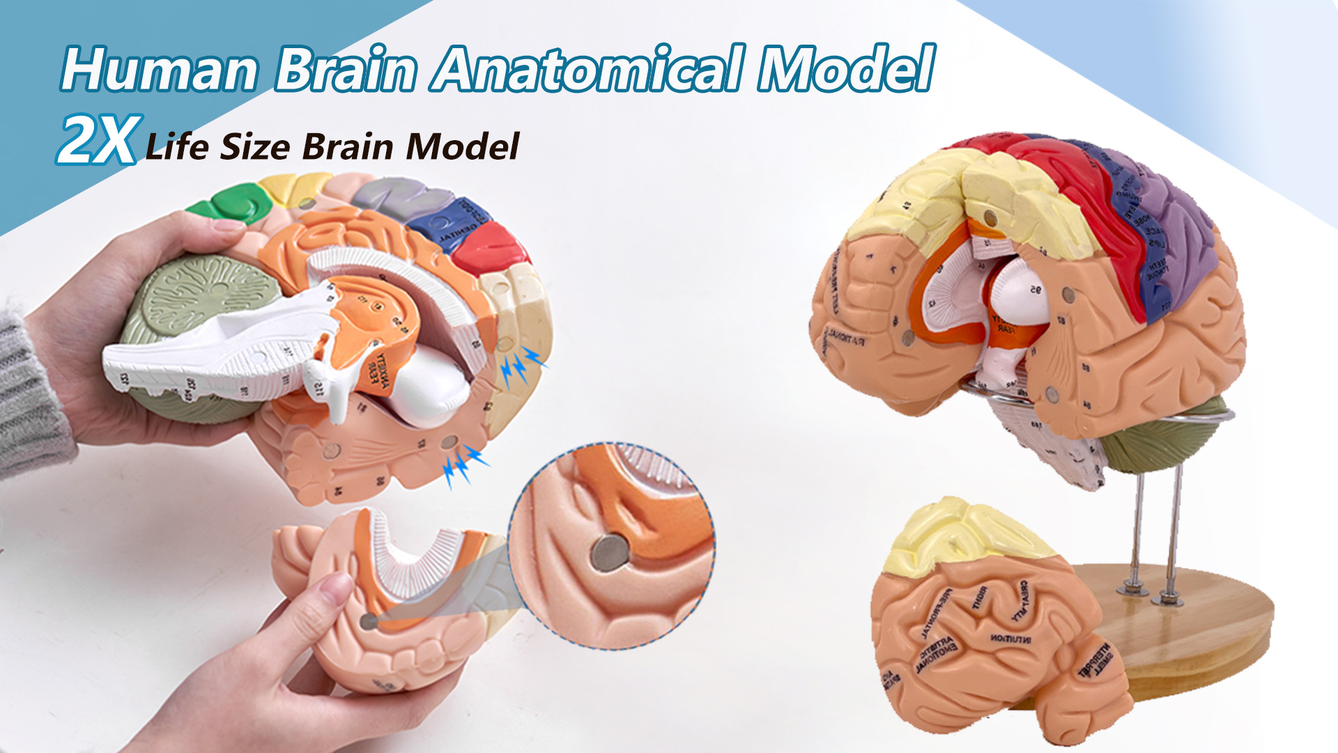アナトミー 2 Human Brain Model Anatomy, 2X Life Size Human Brain Anatomical
