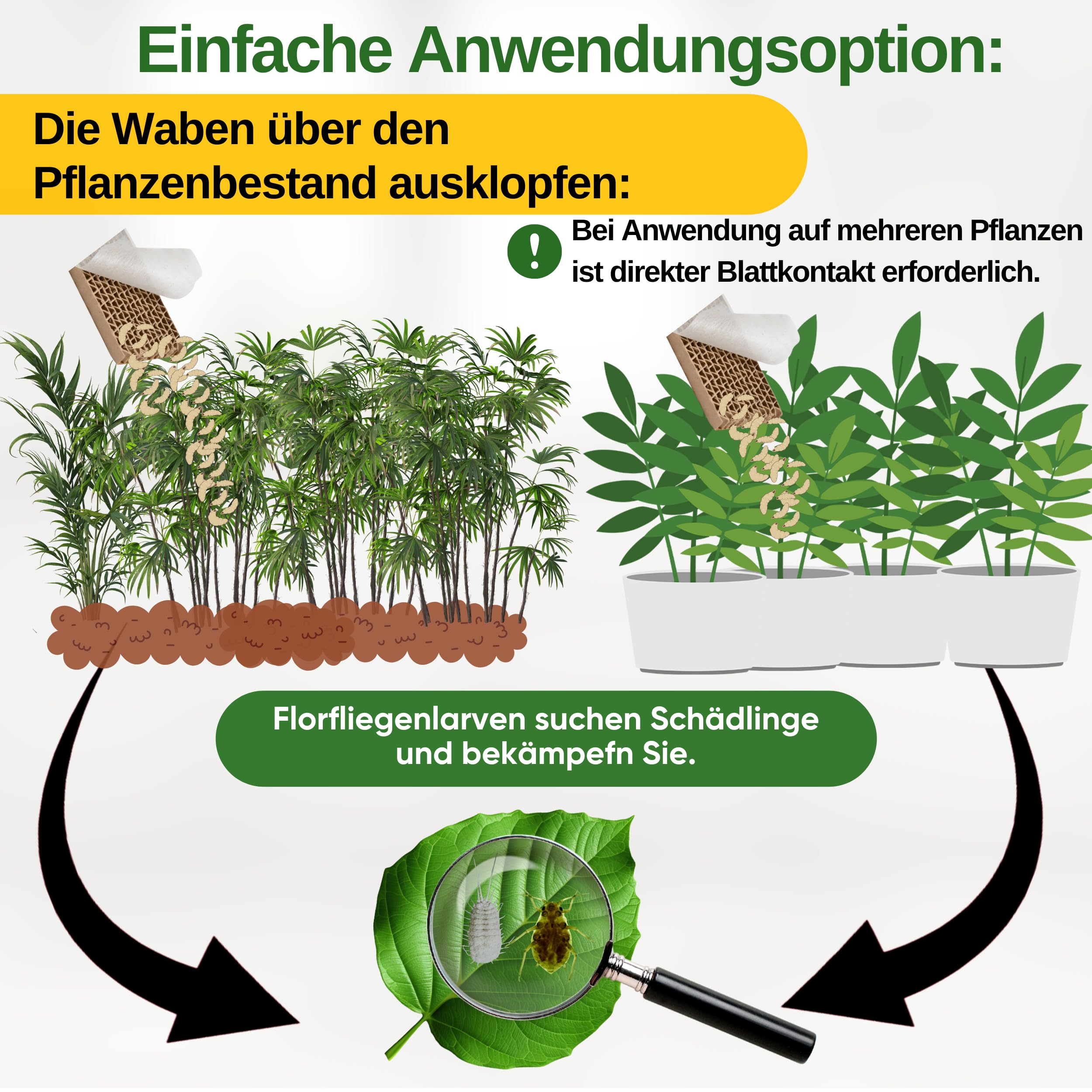 GREEN GUARDIA Potere larve di moscerini contro afidi e pidocchi - 1 nido d'ape per 10 m² - Agente biologico per efficace lotta contro afidi/pidocchi di lana per piante d'appartamento e ornamentali