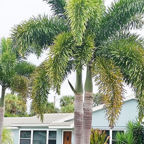 Miniatura 5 de YEGAOL Garden - Semillas de Bifurcata con cola de zorro, palmera y palmera tolerante a la sequía, plantas ornamentales tropicales comestibles para