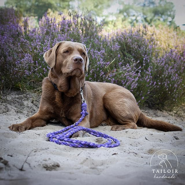 Foto 6 de 8 de Tailoir Correa Perro 2 Metros - Correa para Perros, Correas Perros, Morado